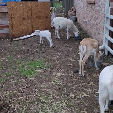 A Dog and a Baby Goat