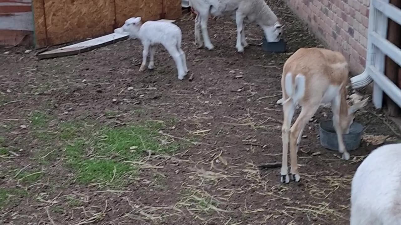 A Dog and a Baby Goat