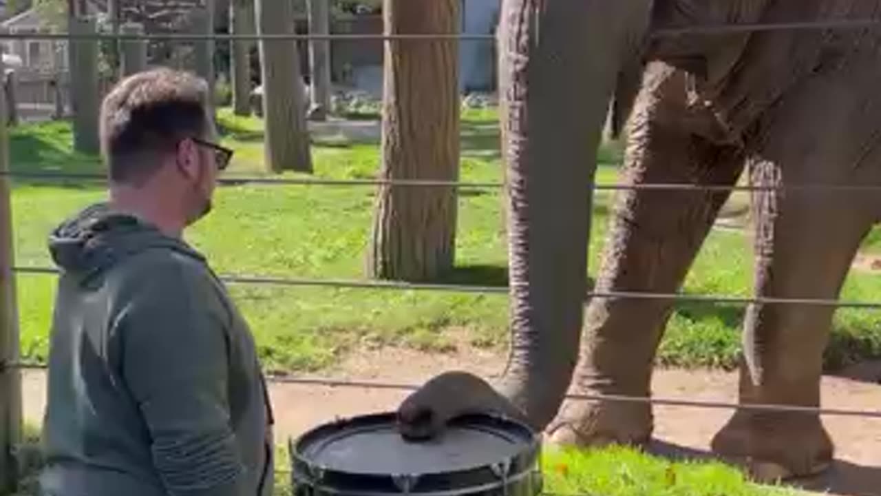 Adorable Elephant Learns to Play the Drums! #Elephants #Shorts