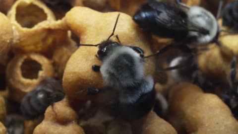 The Hidden Treasure of a Flower Is Unlocked by This Vibrating Bumblebee