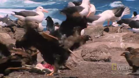 Bird of Prey Attacks Baby Seals | World's Deadliest