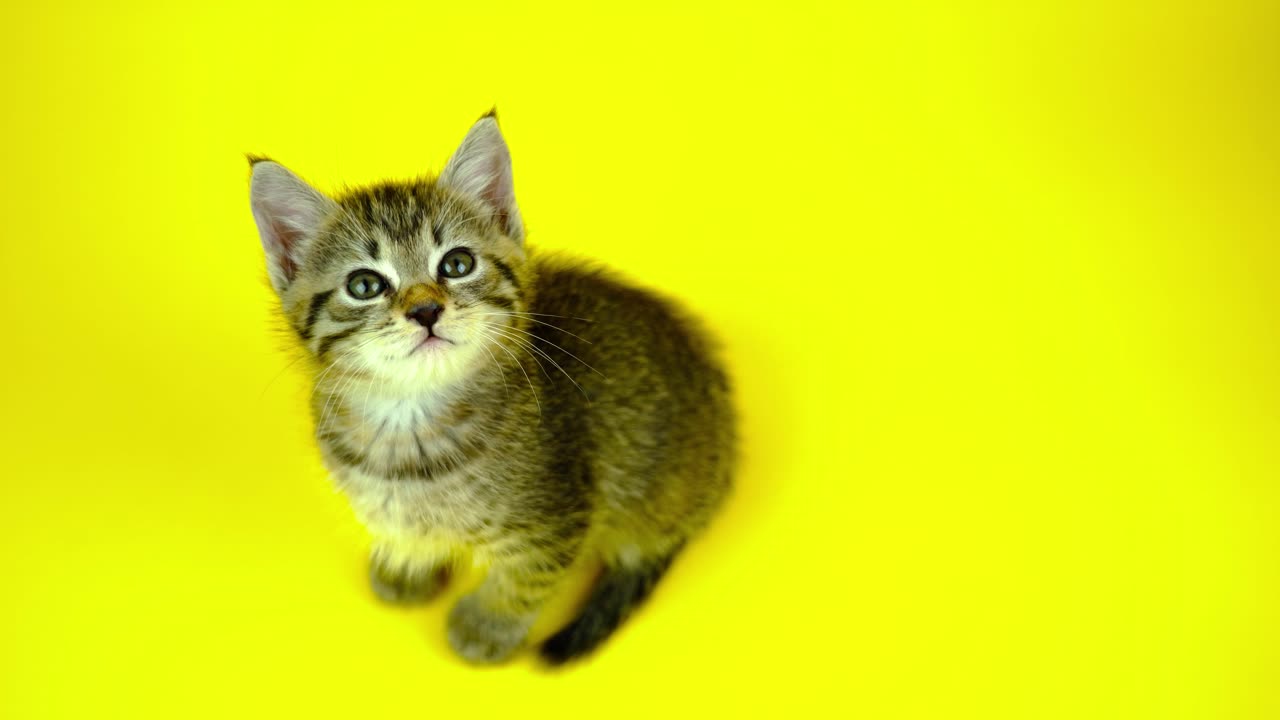 Video of a Cute Kitten
