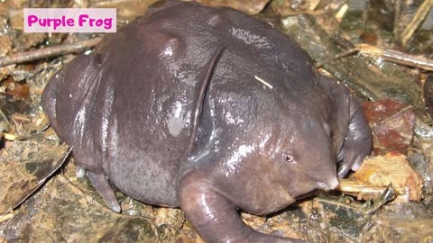 Most *Ugly* Animal Top Short Ten