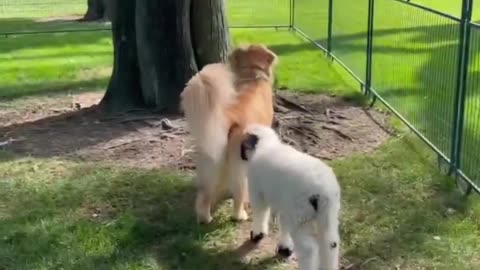 Dog Meets Sheep!