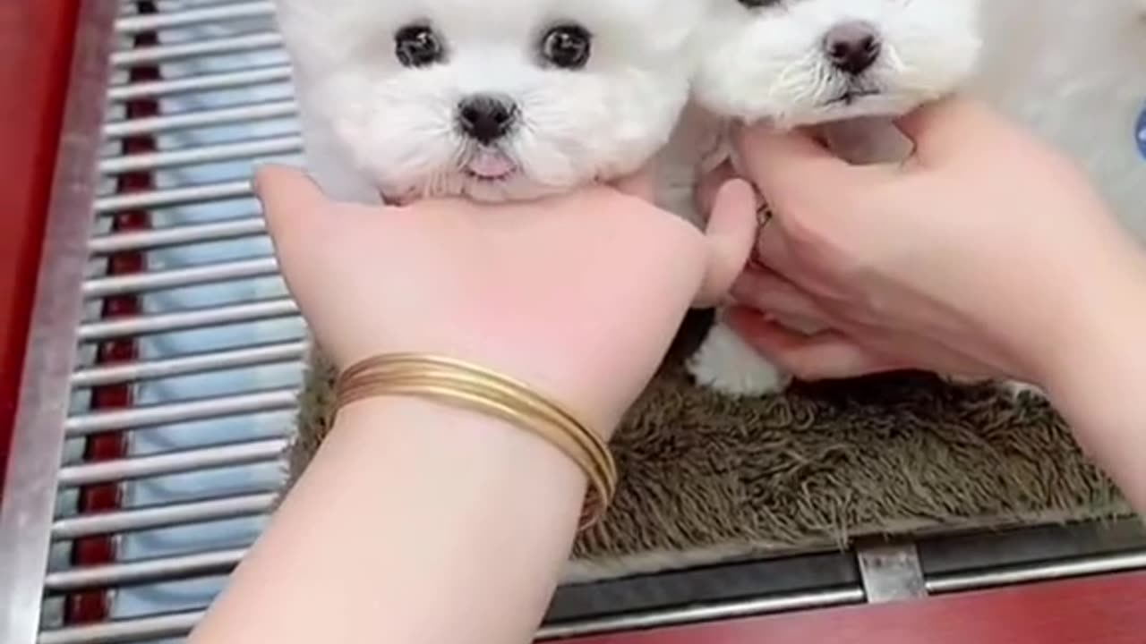 cute animals