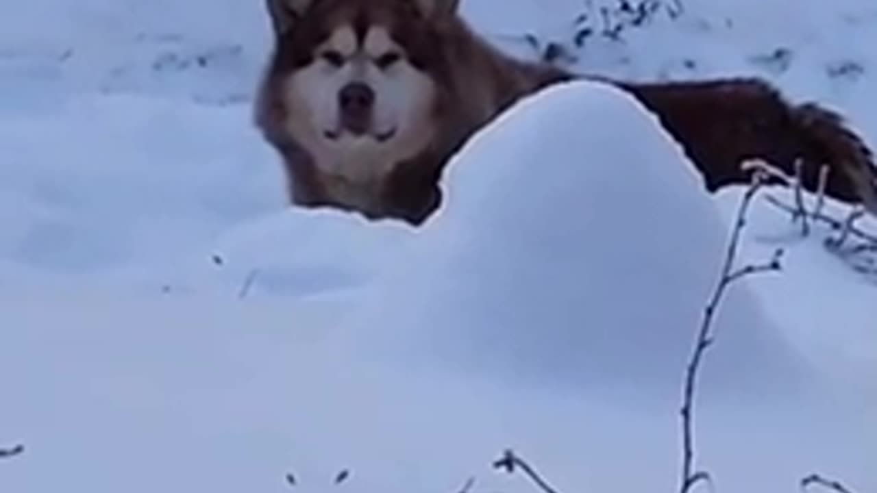 Husky dog ​​talking after entering the house yard