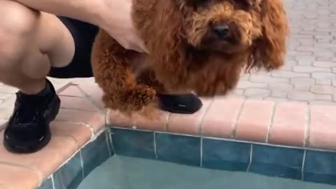Baby Dogs | Cute and Funny Dog Video Compilation #3