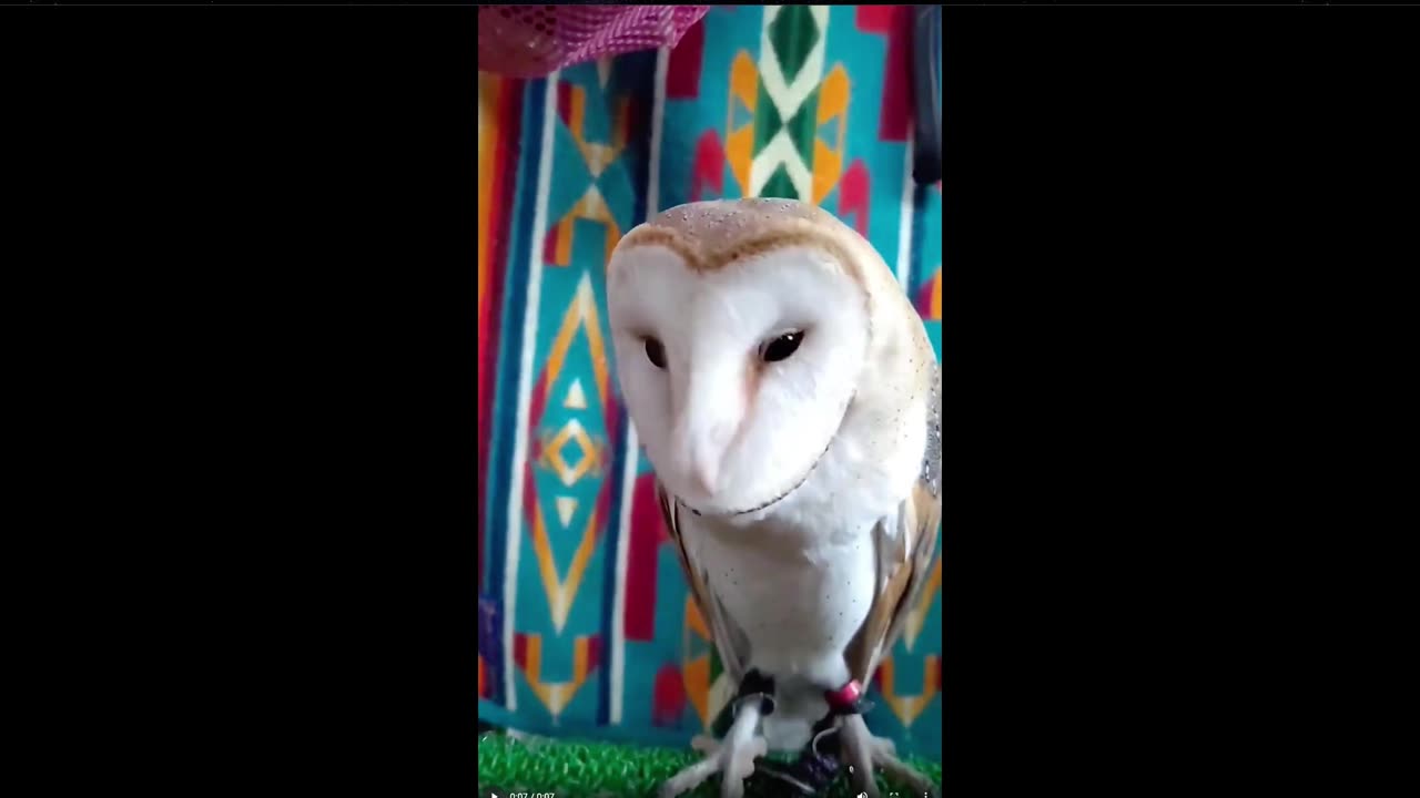 Oscar The Owl