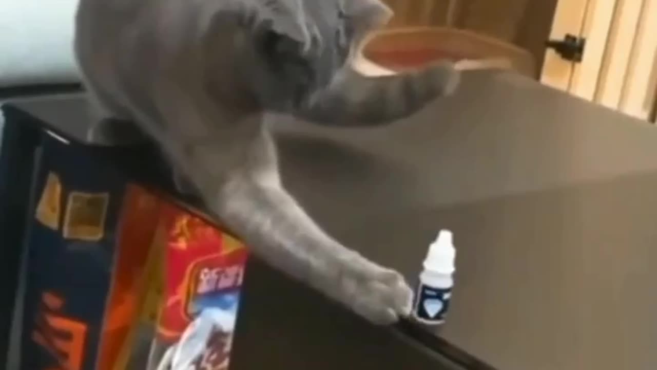 "Hilarious Cat Compilation: Try Not to Laugh Challenge!"