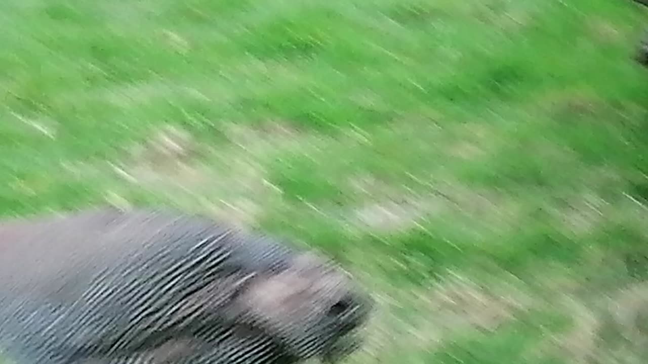 Pheasant in garden