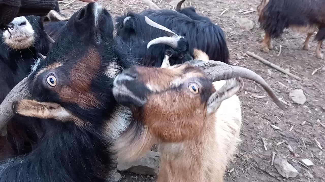 Funny goats😊#funny #fun#funnyanimals