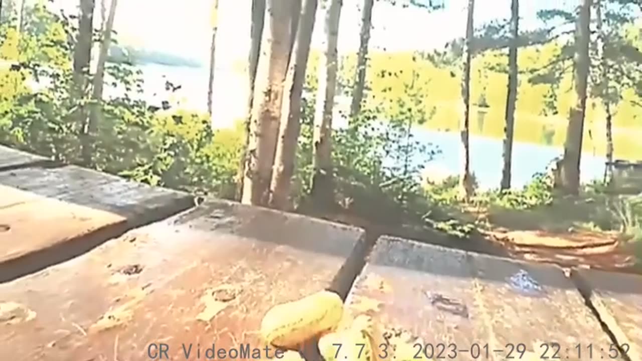 Cabbage Angrily Treat Old Litchi