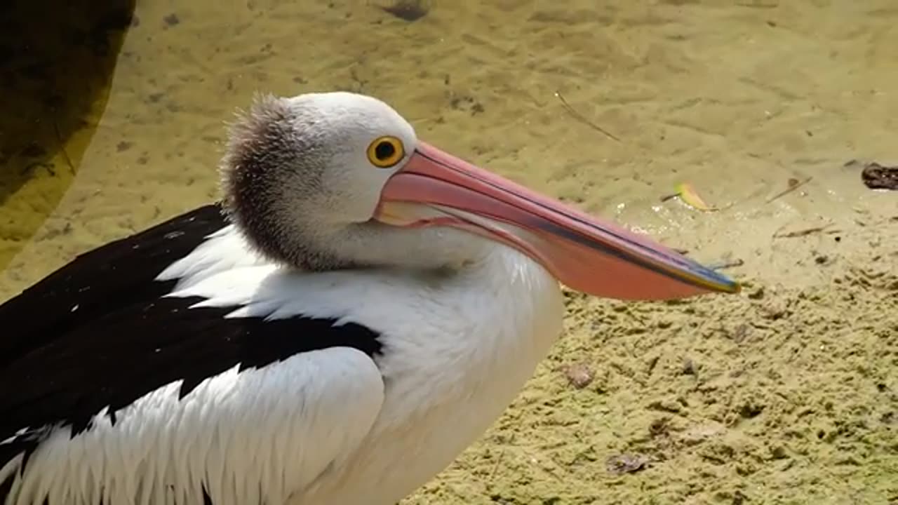 Inside Percy's Beak