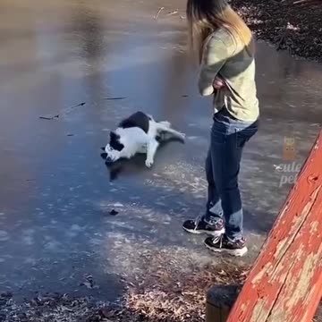 Some Funny Animal and Pet actions | Entertainment Videos