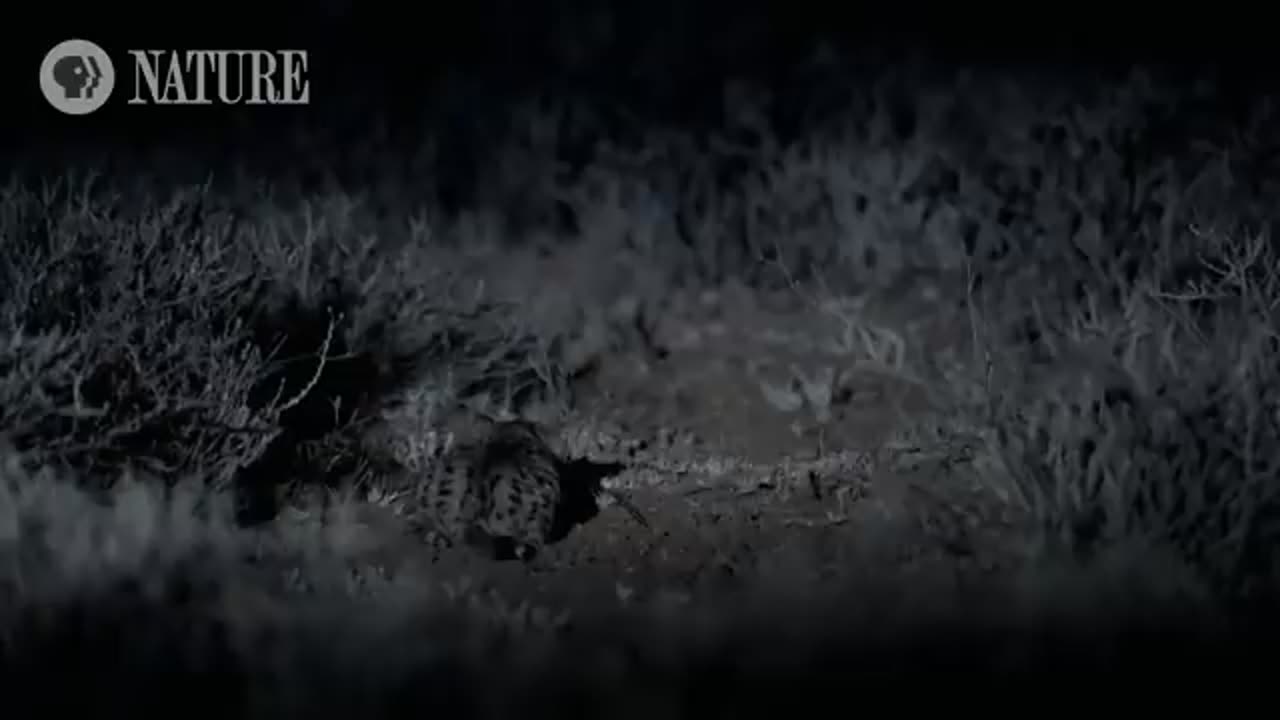 Meet the Deadliest Cat on the Planet