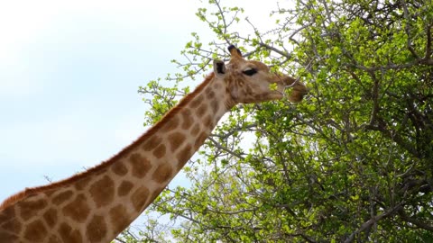 animals with long necks