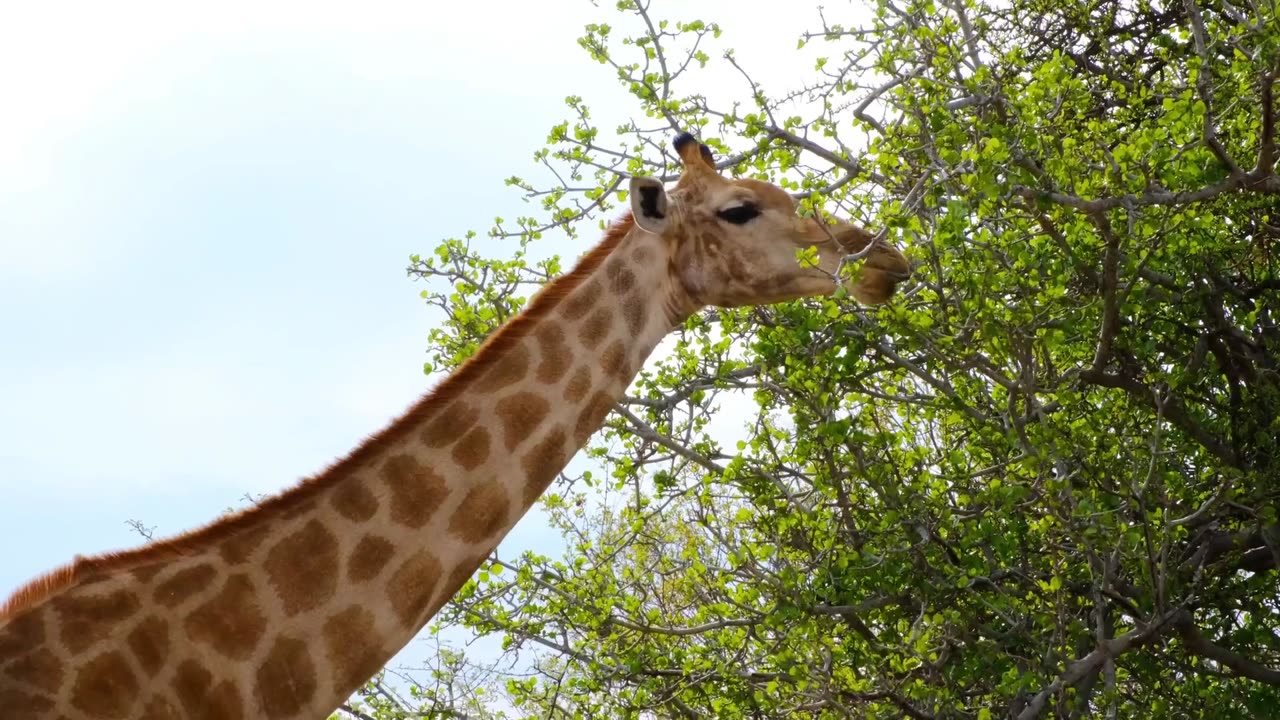 animals with long necks