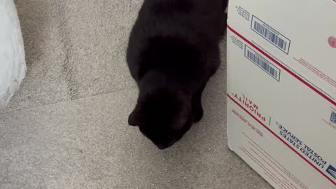 Cute Precious Piper Inspects a Mailing Box - Adopting a Cat from a Shelter Vlog