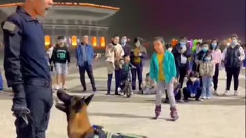 Training a dog...