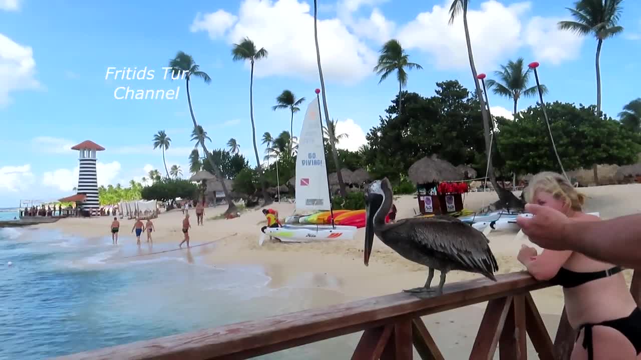 Pet pelican on the beach in the Dominacan Republic