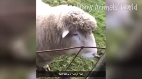 CUTE AND FUNNY ANIMAL VIDEOS