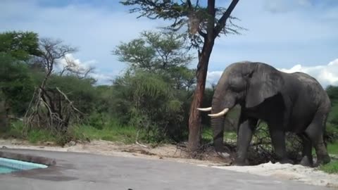 Elephant crashes the pool party