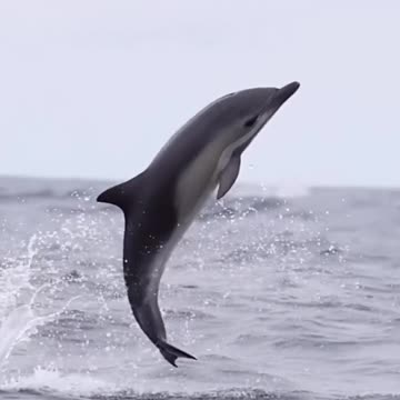 Happy Dolphin