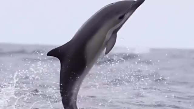 Happy Dolphin