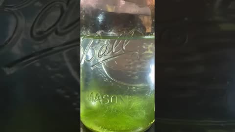 frozen icecicle melted in a jar and left alone for 10 months