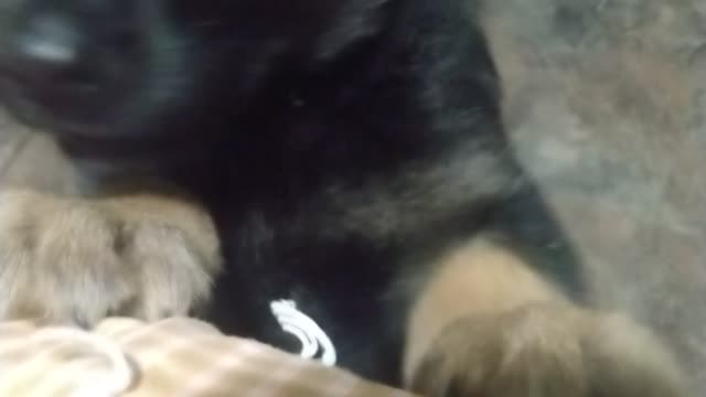 puppy tries explains why he chewed the mail up in the floor