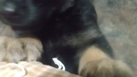 puppy tries explains why he chewed the mail up in the floor