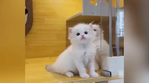 cute cat