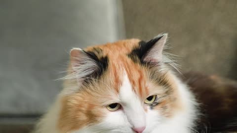 Cat Eat