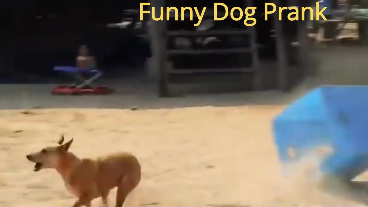 Troll Prank Dog Funny & fake Lion and Fake Tiger Prank To dog & Huge Box Prank to dog