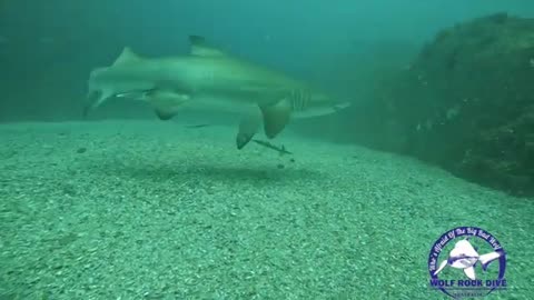 The only known recording of Grey Nurse Sharks mating in the Wolf Rock marine park!!