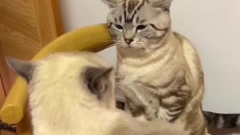 Funny cats and animals videos