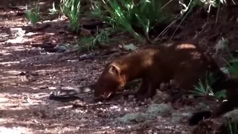 Mongoose and Snake fight to the death!!!