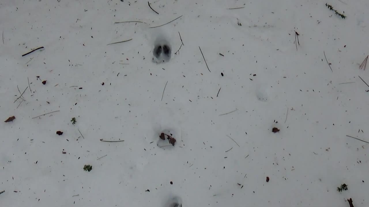 Deer Tracks