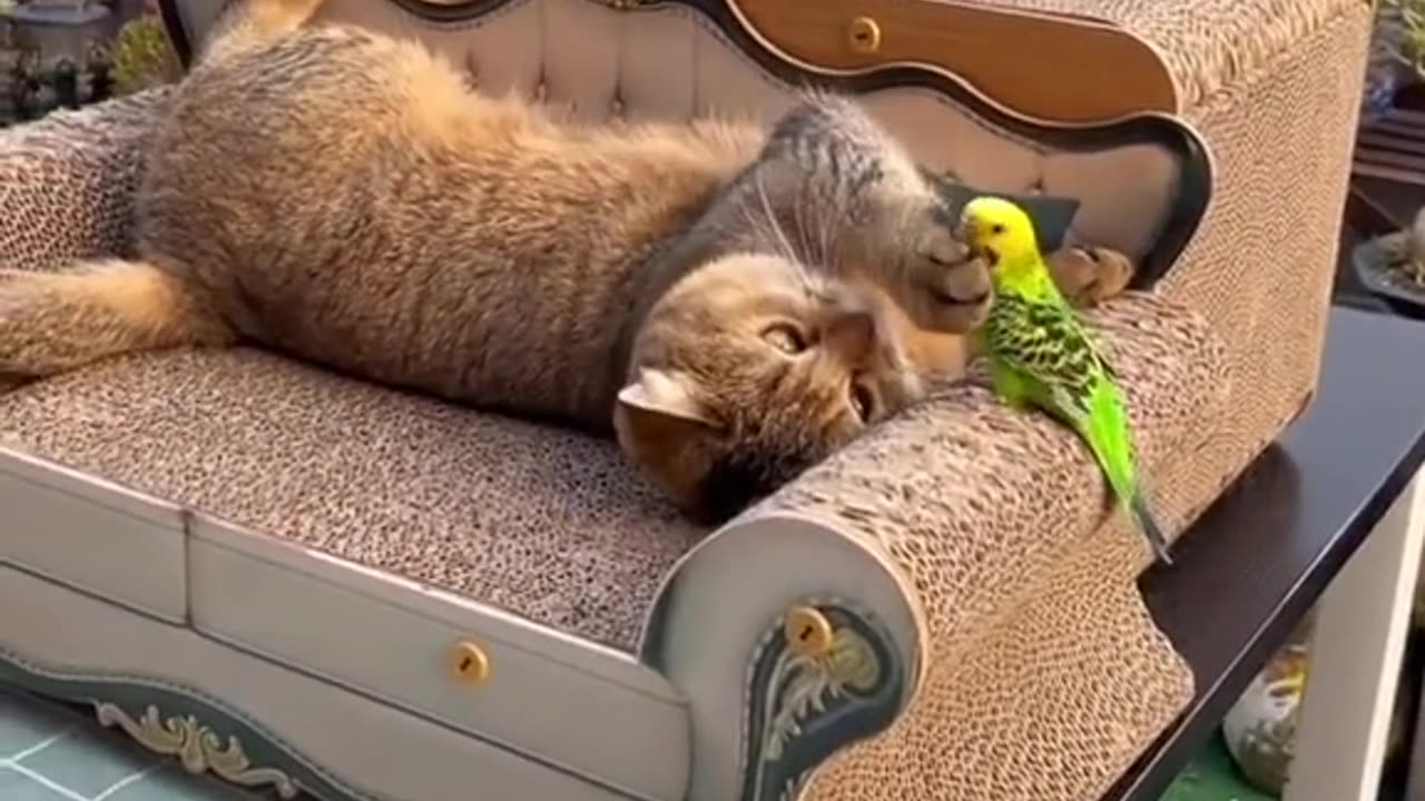 Funny Cat videos