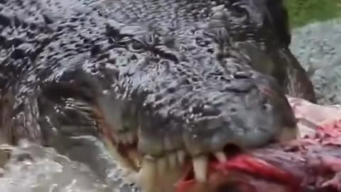 Wildlife