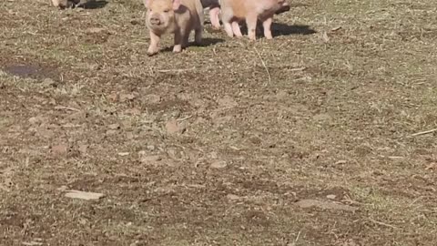 KuneKune Mix piglets playing