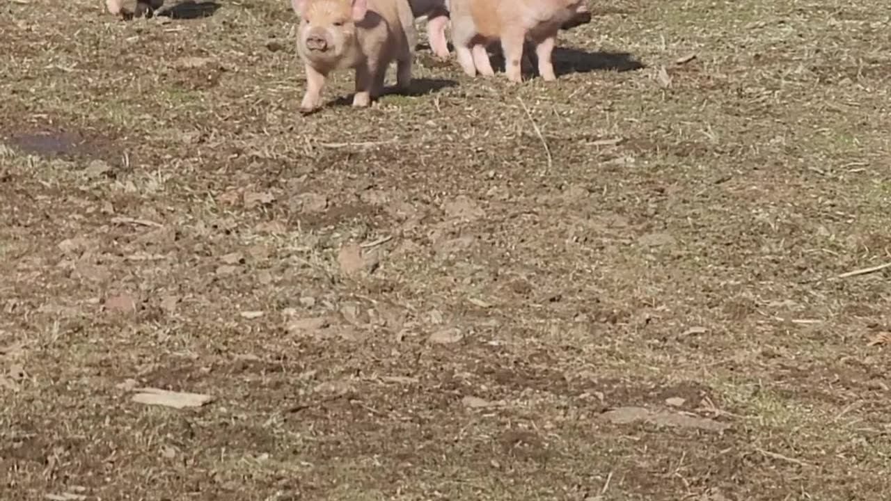 KuneKune Mix piglets playing