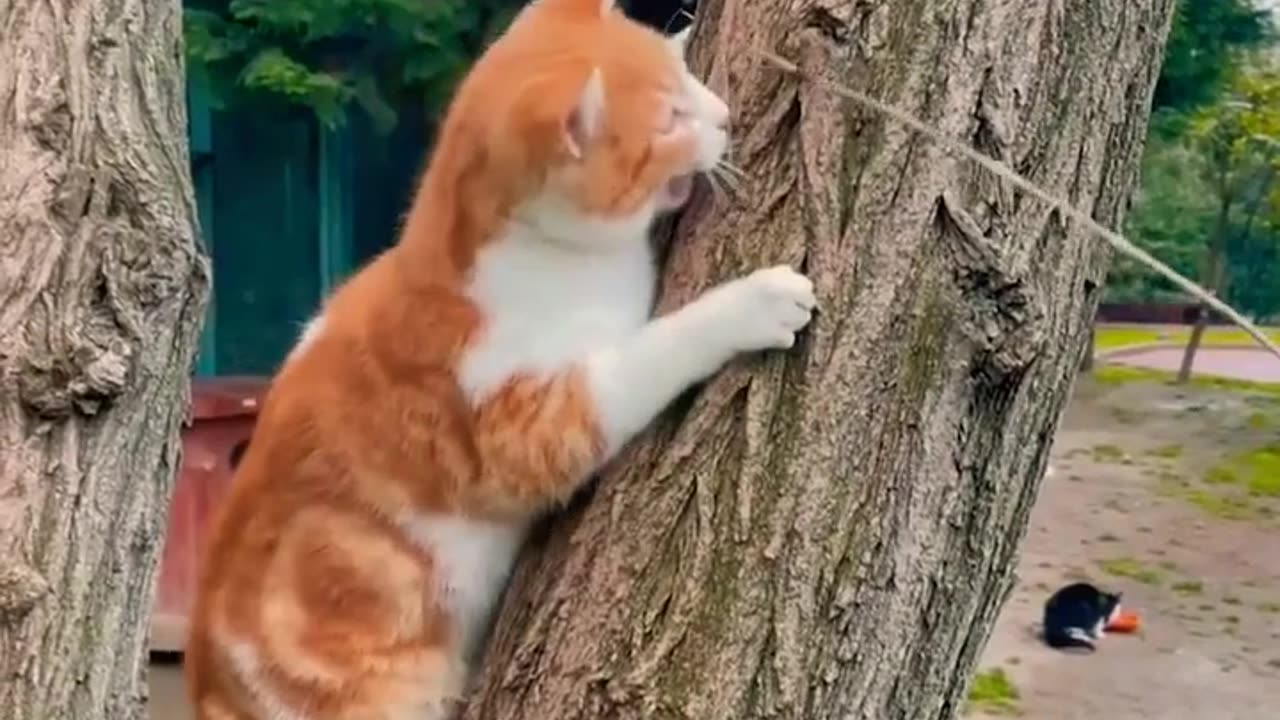 cat playing