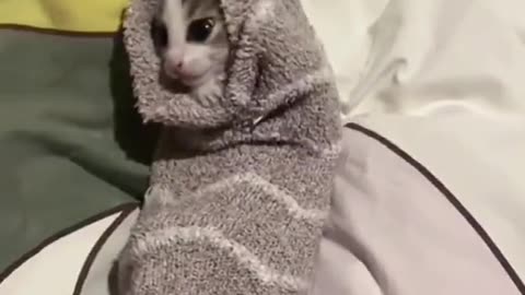 Kittyyyyyy🥰🥰#fypシ #foryou #kitty #cat #animals #cute #bts #blackpink #twice