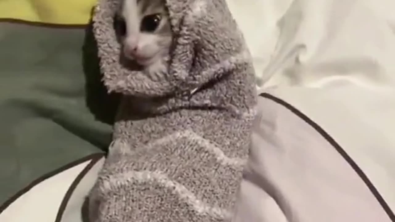 Kittyyyyyy🥰🥰#fypシ #foryou #kitty #cat #animals #cute #bts #blackpink #twice