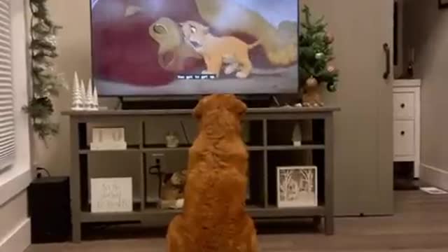 funny dog shows on youtube