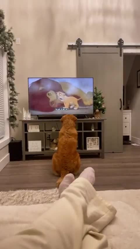 funny dog shows on youtube