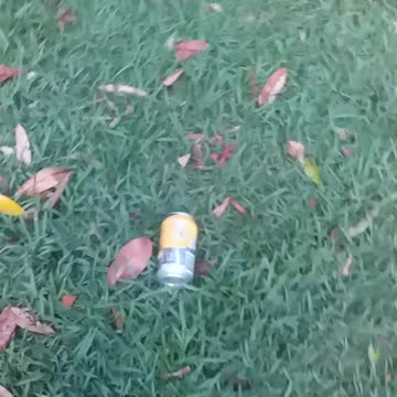 5.10.2024 Anzac Park, Kuranda (1)