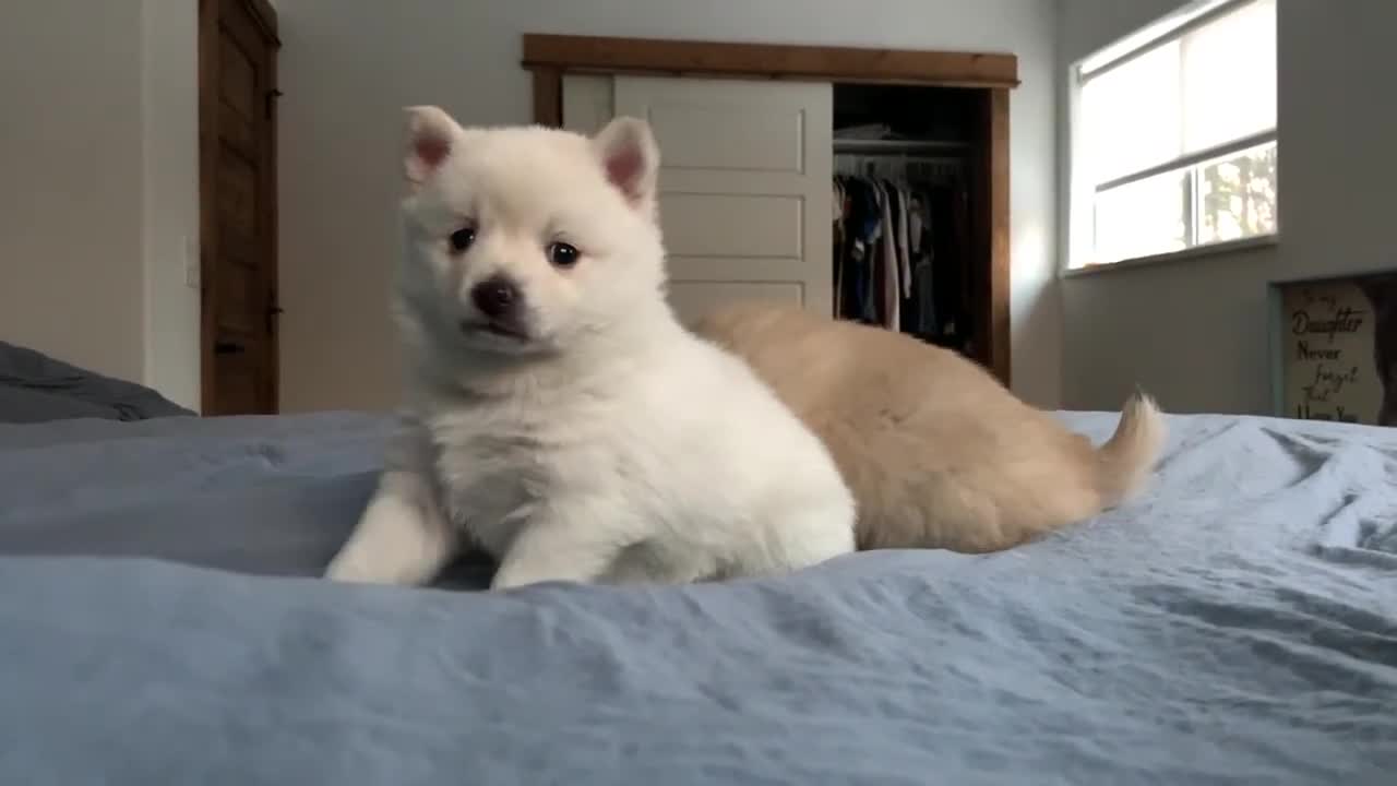 Best Bowtie Pomsky Love - Esma, Tulip and Honey 1st Generation Pups