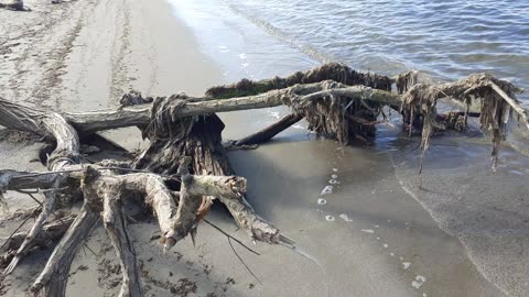 Finding wood on the way walking on the shoreline 🌊